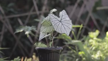 Caladium Candidum (Beyaz Noel, Keladi Putih) arka bahçesinde büyük beyaz yapraklar ve yeşil damarlarla. Ev dekorasyonu için Tropik Ev Bitkisi.