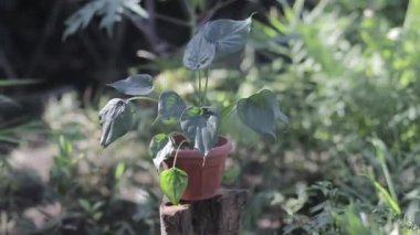 Alocasia cucullata (Çin tarosu, Çin maymunu, Buda 'nın eli veya kapüşonlu fil kulağı) bahçede kırmızı tencereyle. Ev dekorasyonu için tropik ev bitkisi