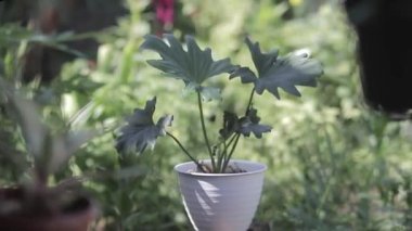 Arka bahçedeki beyaz tencerede filodendron selloum 'un yakın çekim görüntüsü. Yaprak. Ev dekorasyonu için güzel bir tropikal bitki. Bahçe konsepti stok görüntüleri.