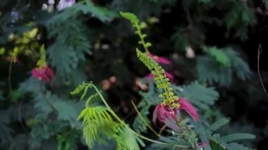 Calliandra calothyrsus (Anneslea acapulcensis Britton ve Rose, Calliandra acapulcensis, Calliandra confusa Sprague, kırmızı calliandra veya Kaliandra merah) tomurcukları ve rüzgarda sallanan açık çiçeklerle