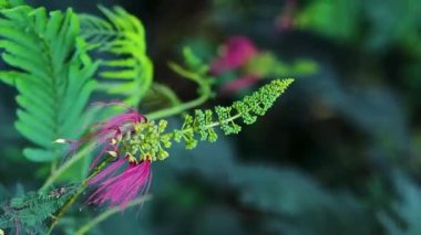 Calliandra calothyrsus (Anneslea acapulcensis Britton ve Rose, Calliandra acapulcensis, Calliandra confusa Sprague, kırmızı calliandra veya Kaliandra merah) tomurcukları ve rüzgarda sallanan açık çiçeklerle