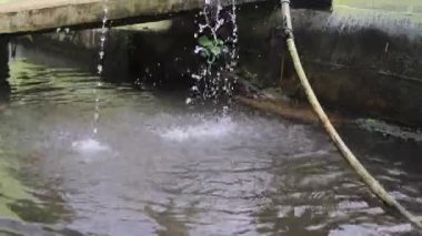 Geleneksel Endonezya balık havuzundaki kirli beyaz borulardan su akar.