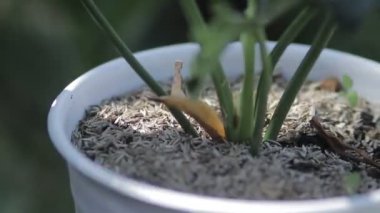 Arka bahçedeki beyaz tencerede filodendron selloum 'un yakın çekim görüntüsü. Yaprak. Ev dekorasyonu için güzel bir tropikal bitki. Bahçe konsepti stok görüntüleri.