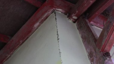 Disiplin, sıkı çalışma, güç, birlik, kararlılık, takım çalışması ve sabrı göstermek için evdeki yeşil duvarda sürünen karıncalar.