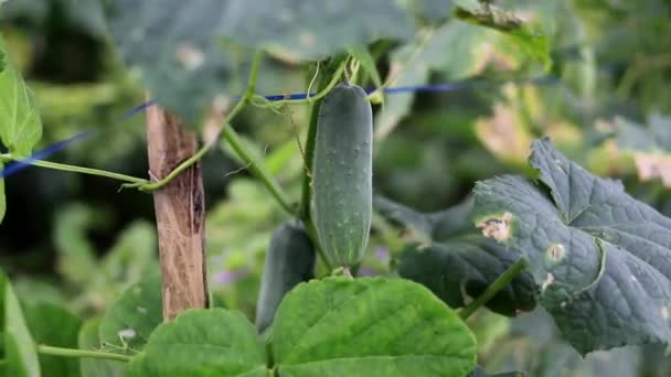 Verse Komkommer Opknoping Aan Bomen Klaar Oogsten Lokale Indonesische Velden — Stockvideo