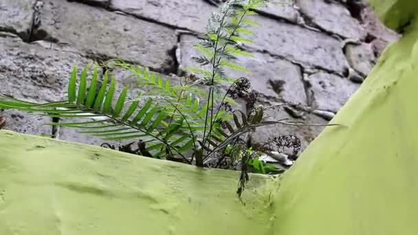 Άγριες Φτέρες Φυτρώνουν Στον Πράσινο Τοίχο — Αρχείο Βίντεο
