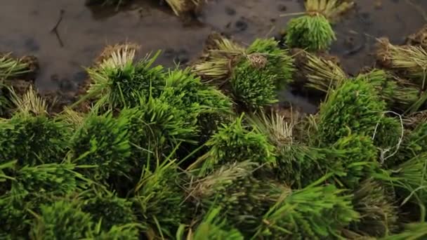 Semena Rýžových Rostlin Polích Jsou Připravena Výsadbě Tradiční Ekologické Pěstování — Stock video