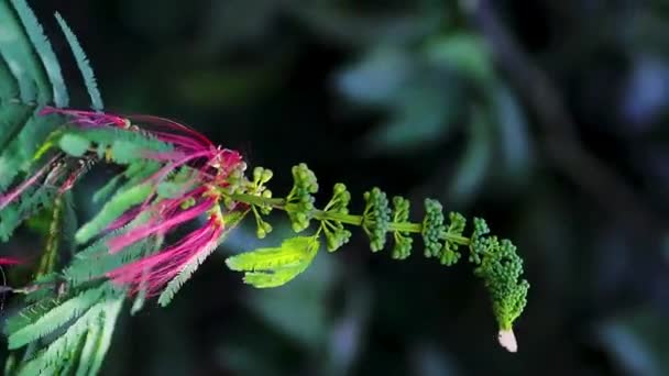 Calliandra Calothyrsus Anneslea Acapulcensis Britton Rose Calliandra Acapulcensis Calliandra Confusa — Stock video