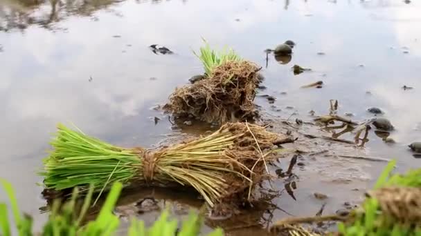 Zaailingen Van Rijstplanten Velden Zijn Klaar Worden Geplant Traditionele Biologische — Stockvideo