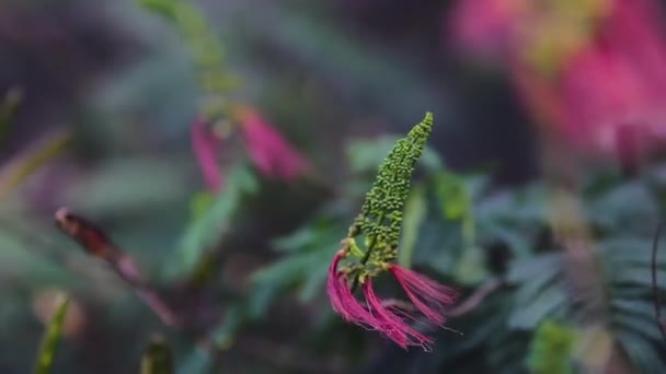 Calliandra Calothyrsus Anneslea Acapulcensis Britton Rose Calliandra Acapulcensis Calliandra Confusa — Stock Video