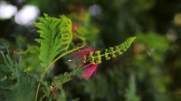 Calliandra Calothyrsus Anneslea Acapulcensis Britton Rose Calliandra Acapulcensis Calliandra Confusa — Video Stock