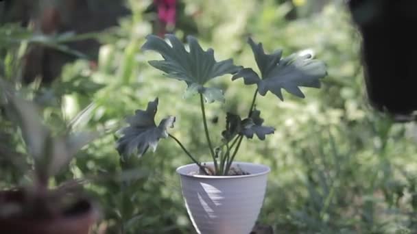Nahaufnahme Von Philodendron Selloum Auf Weißem Topf Hinterhof Geht Schöne — Stockvideo