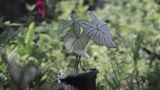 Caladium Candidum Λευκά Χριστούγεννα Keladi Putih Μεγάλα Λευκά Φύλλα Και — Αρχείο Βίντεο