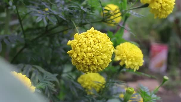 Bahçede Yeşil Yapraklı Güzel Sarı Kadife Çiçekleri Açıyor Sarı Çiçek — Stok video