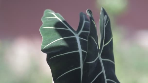 Alocasia Micholitziana Frydek Alocasia Green Velvet Zöld Levelekkel Fehér Vénák — Stock videók