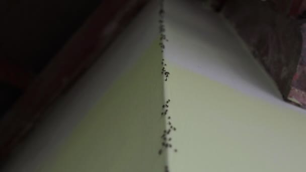 Μυρμήγκια Σέρνεται Στο Πράσινο Τοίχο Στο Σπίτι Για Απεικονίσει Την — Αρχείο Βίντεο