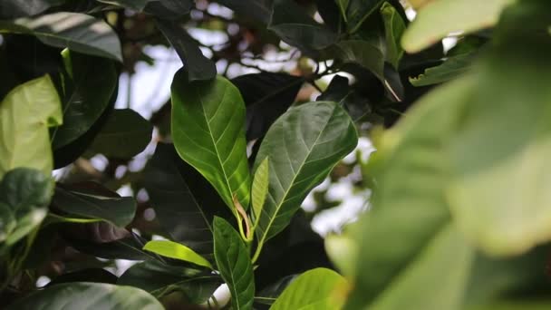 잭프루트 사진은 바람에 흔들리는 모습을 배경으로 뒷마당에 자연적 잭프루트 Artocarpus — 비디오