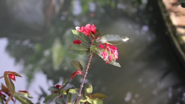 在后院里的鱼塘边 可以近距离看到海棠花盛开的景象 美丽的家庭植物 被称为秋海棠 在一个鱼塘边的水面反射背景下 吻着美丽的玻利维亚红 — 图库视频影像