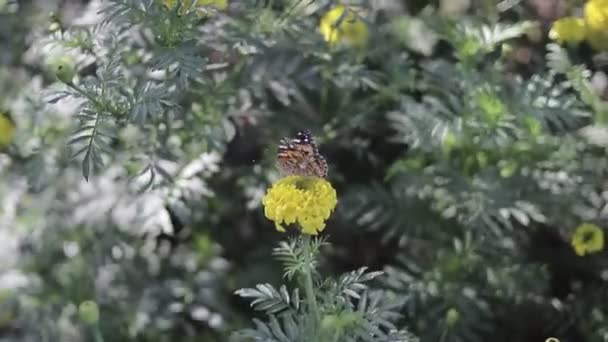 Piękny Motyl Siedzący Żółtych Kwiatach Marigold Zielonymi Liśćmi Kwitnie Ogrodzie — Wideo stockowe