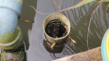 Kirli beyaz yuvarlak PVC boru balık havuzunda drenaj sistemi olarak kullanılır.