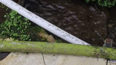 Disiplin, sıkı çalışma, güç, birlik, kararlılık, takım çalışması ve sabrı göstermek için beyaz plastik bir borunun üzerinde sürünen karıncalar.