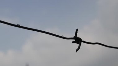 Karıncalar, disiplin, sıkı çalışma, güç, birlik, kararlılık, takım çalışması ve sabrı göstermek için açık mavi gökyüzü arka planına sahip bir tel üzerinde sürünüyorlar..