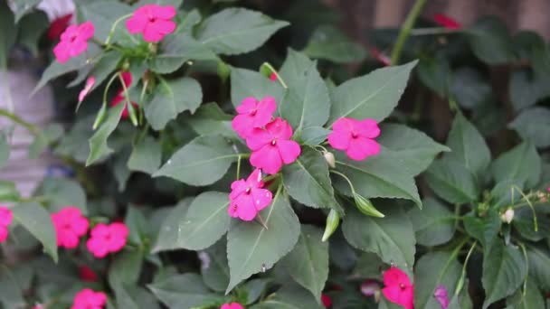 Een Aziatisch Meisje Hand Plukken Bloeiende Roze Impatiens Walleriana Bloem — Stockvideo