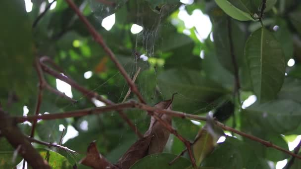 杂乱的蜘蛛网 有模糊的前景 蚂蚁在树枝上行走 绿叶背景不集中 — 图库视频影像