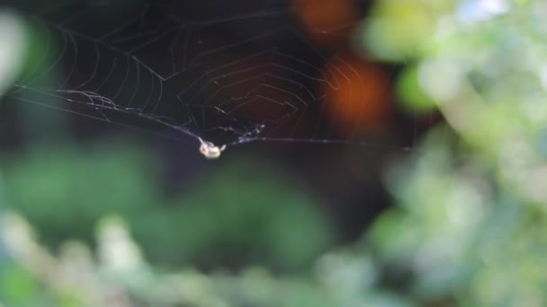 庭の小さなクモの控えめな抽象的な背景は 午前中に巣を作っています スパイダーウェブストック映像とともに自然背景で裏庭 — ストック動画