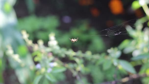 庭の小さなクモが朝に巣を作っている スパイダーウェブストック映像とともに自然背景で裏庭 — ストック動画