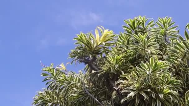 澄んだ青空を背景に美しい観葉植物が葉します インドの歌やジャマイカの歌と呼ばれるドラセナ反射音は モザンビーク マダガスカル モーリシャス原産の木である — ストック動画
