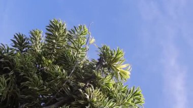 Güzel süs bitkisi yaprakları ve açık mavi gökyüzü arkaplanı. Dracaena reflexa, Hindistan 'ın şarkısı veya Jamaika' nın şarkısı olarak adlandırılan, Madagaskar, Mozambik, Mauritius 'a özgü bir ağaçtır..