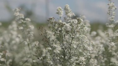 Tarlada rüzgarda sallanan güzel beyaz papatya çiçekleri. Konsept: doğa, çiçekler, ilkbahar, biyoloji, fauna, çevre, ekosistem.