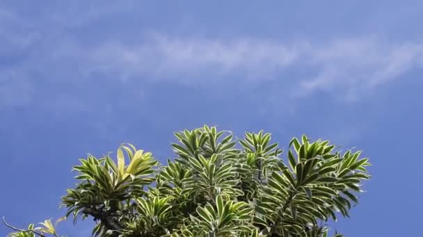 美丽的室内装饰植物叶子 蓝天背景清晰 德拉卡纳 Dracaena 是一种原产于莫桑比克 马达加斯加 毛里求斯的树 俗称印度歌曲或牙买加歌曲 — 图库视频影像