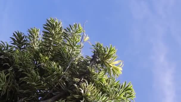 Belas Folhas Plantas Ornamentais Com Fundo Céu Azul Claro Dracaena — Vídeo de Stock