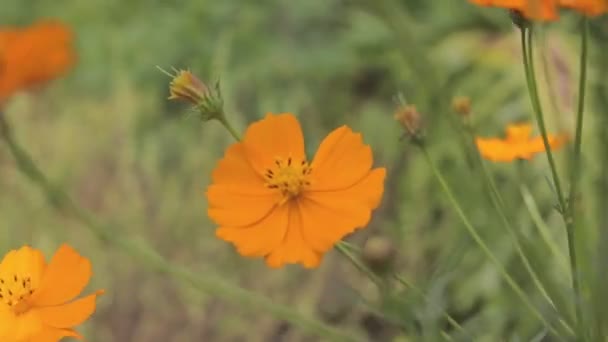Close View Beautiful Orange Cosmos Flowers Green Leaves Blooming Garden — Stock Video