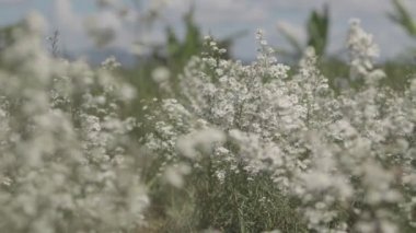 Tarlada rüzgarda sallanan güzel beyaz papatya çiçekleri. Konsept: doğa, çiçekler, ilkbahar, biyoloji, fauna, çevre, ekosistem.