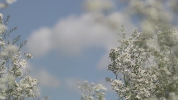 Hermosas Flores Margarita Blanca Balanceándose Viento Campo Concepto Naturaleza Flores — Vídeos de Stock