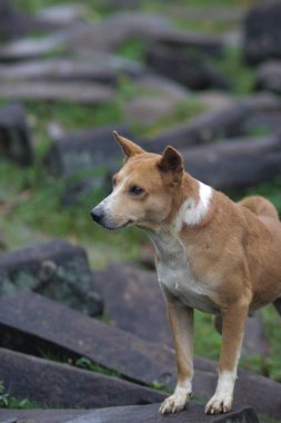 Cianjur, Batı Java, Endonezya 'daki Padang megalitik dağlarındaki bir kayanın üzerinde turuncu ve beyaz kürklü bir köpek oturuyor. Endonezya evcil köpek resimleri.