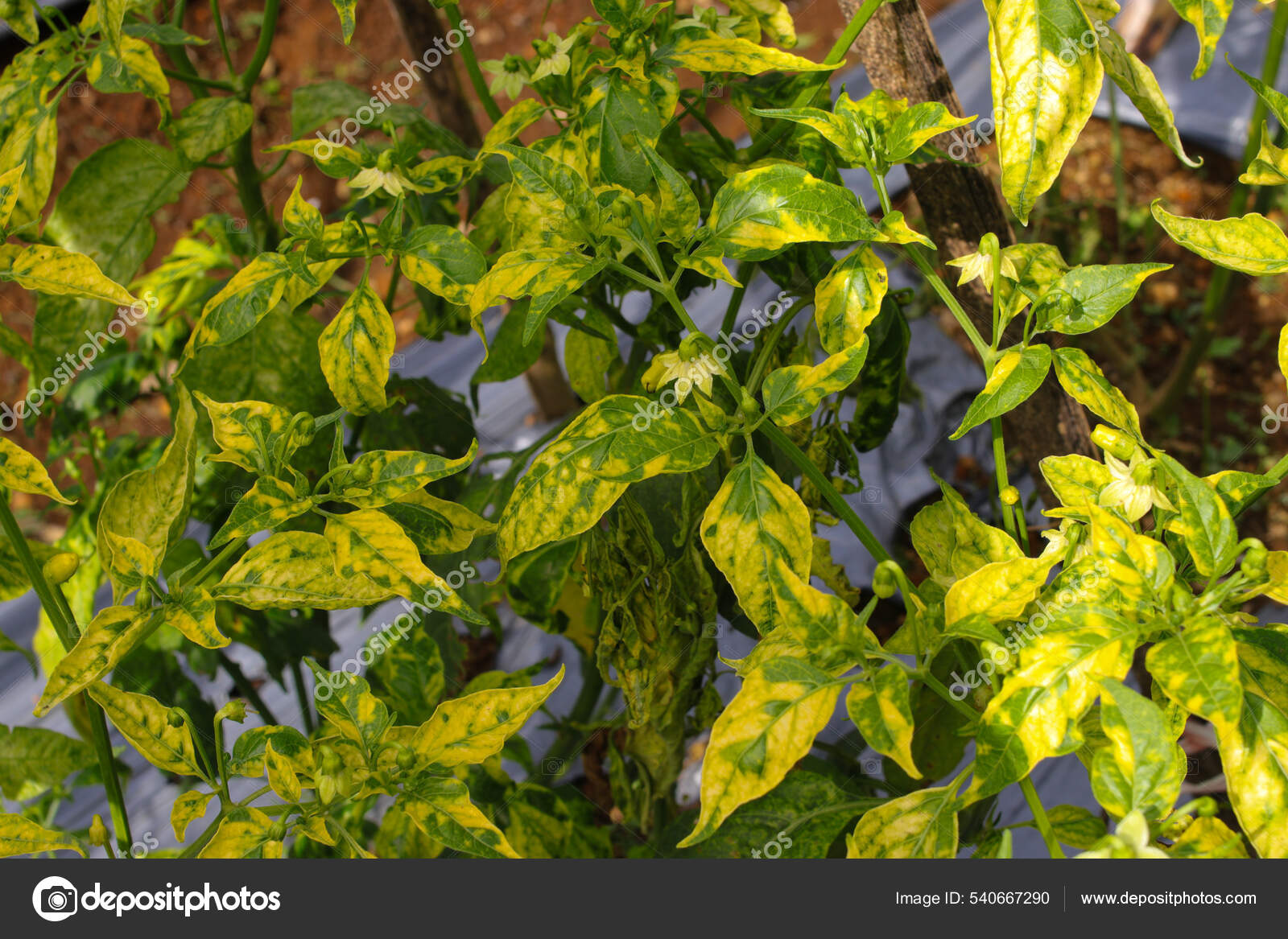 Cayenne Pepper Leaves Turned Yellow Because Viral Diseases Biological Pests Stock Photo by