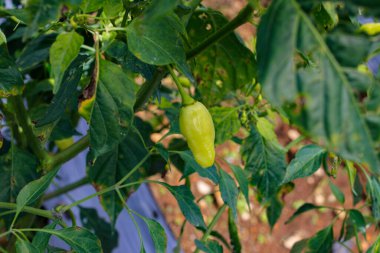 Bahçedeki ağaç dallarında yetişen datil biber ya da kırmızı biber (ayrıca Capsicum frutescens, chili biber, Cabai rawit merah olarak da bilinir) yakın plan görüntüsü.