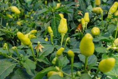 Bahçedeki ağaç dallarında yetişen datil biber ya da kırmızı biber (ayrıca Capsicum frutescens, chili biber, Cabai rawit merah olarak da bilinir) yakın plan görüntüsü.