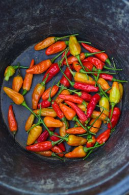 Kara kova üzerinde bir demet datil biberi (ya da Cabai rawit merah), Endonezyalı yerel çiftçiler tarafından tarlalardan yeni hasat edilmiştir.