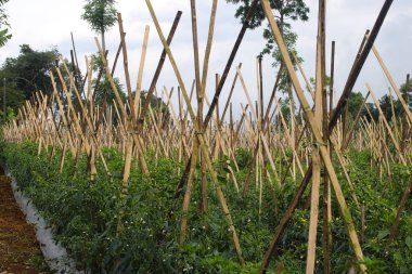 Endonezya çiftçisinin bahçesinde bambu kazıkları ve gübre ile kırmızı biber tarlasının geniş bir manzarası var.