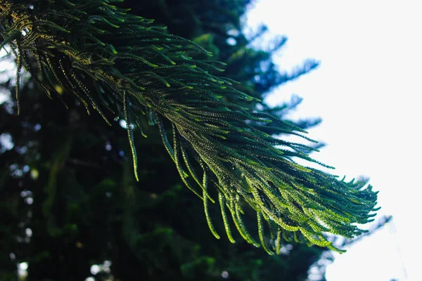 Defocus Abstract Background Spruce Tree Branches Dewdrops Morning — Stock Photo, Image