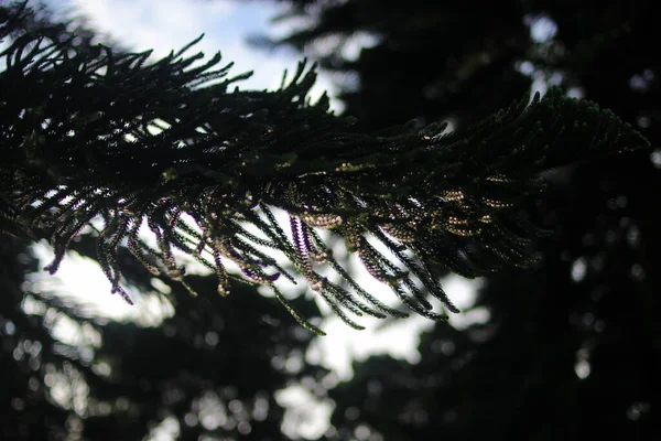 Defocus Abstract Background Spruce Tree Branches Dewdrops Morning — Stock Photo, Image