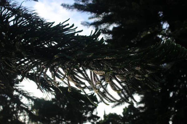 Defocus Abstract Background Spruce Tree Branches Dewdrops Morning — Stock Photo, Image