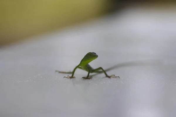 有选择地聚焦于后院背景模糊的绿色小蜥蜴 — 图库照片