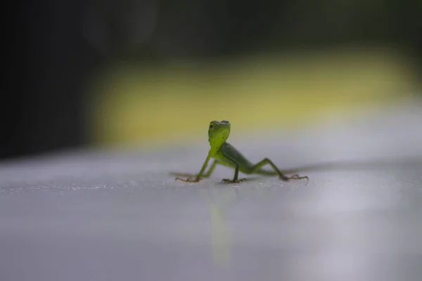 Enfoque Selectivo Lagarto Verde Con Fondo Borroso Patio Trasero — Foto de Stock