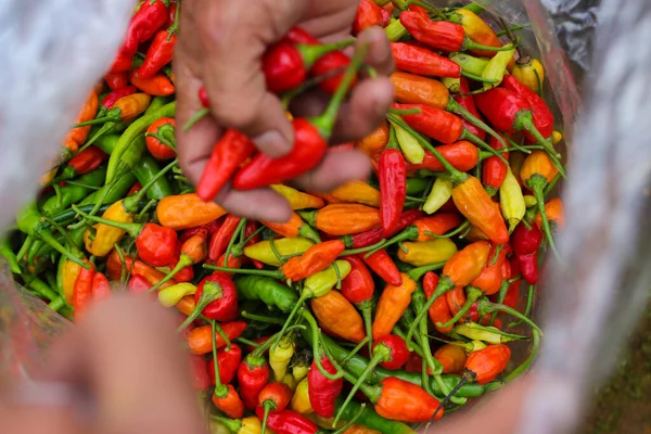 Foco Seletivo Das Mãos Dos Agricultores Colocando Pimentas Datil Rawit — Fotografia de Stock